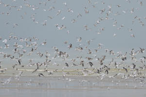 Mouettes<br>NIKON D4, 500 mm, 200 ISO,  1/500 sec,  f : 5.6 